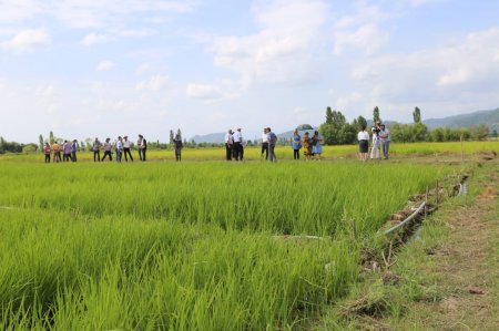 Lənkəranda çəltikçiliklə məşğul olan fermerlər üçün tarla seminarı keçirilib