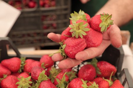 Həftəsonu “Kənddən Şəhərə” yarmarkaları təşkil olunacaq