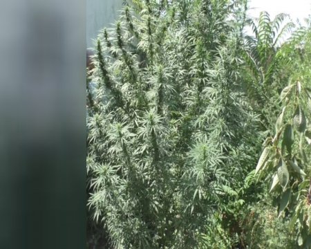Ağdaşda narkotiklərin qanunsuz dövriyyəsinə görə aralarında qadının da olduğu 11 nəfər saxlanılıb