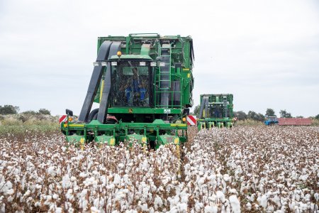 Respublikada pambıq yığımı davam edir