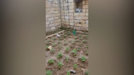 Sabunçu rayonunda narkotik tərkibli bitlkilərin  kultivasiyası ilə məşğul olan qadın saxlanılıb