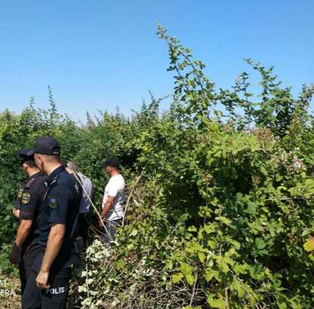 Salyanda 143 baş qoyun oğurlayan şəxs saxlanıldı
