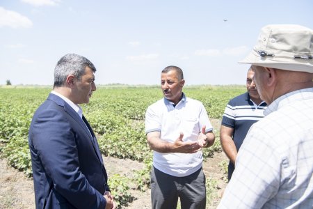 Kənd təsərrüfatı naziri İnam Kərimov Salyanda açıq sahədə pambıqçı fermerlərlə görüş keçirib
