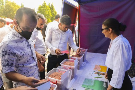 Şəkidə keçirilən toxum sərgi-satış yarmarkasında 30-dan çox toxum sortu təqdim edilib