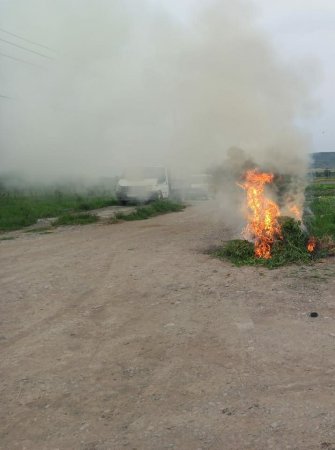 Şəkidə yabanı halda bitən narkotik tərkibli bitkilər məhv edilib