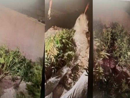 Digah qəsəbəsində evinin həyətində narkotik tərkibli çətənə kolları əkən şəxs saxlanılıb