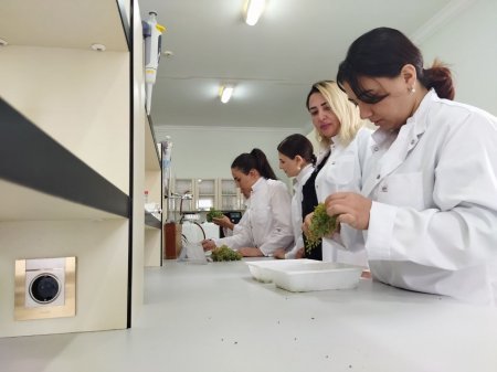Nadir yerli üzüm sortlarının genetik əlamətləri müasir laborator üsullarla təyin edilir