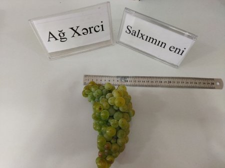 Nadir yerli üzüm sortlarının genetik əlamətləri müasir laborator üsullarla təyin edilir