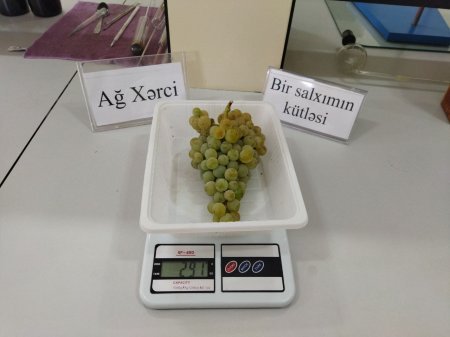 Nadir yerli üzüm sortlarının genetik əlamətləri müasir laborator üsullarla təyin edilir