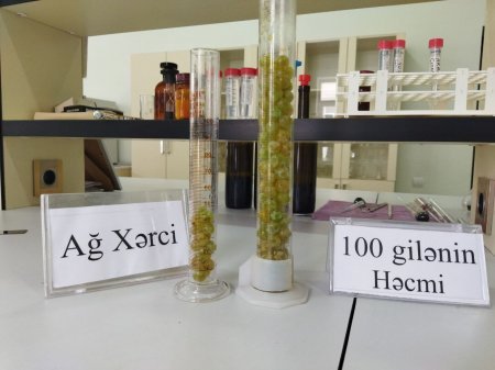 Nadir yerli üzüm sortlarının genetik əlamətləri müasir laborator üsullarla təyin edilir