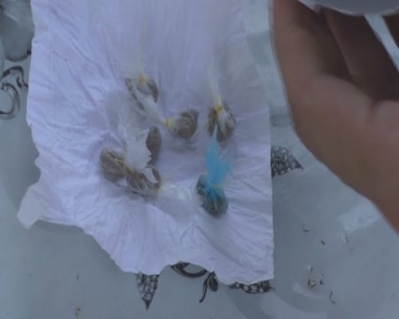 İstixanada narkotik yetişdirən Göyçay rayon sakini saxlanılıb