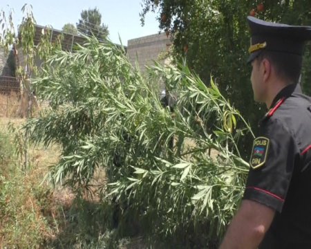 Astara sakinin evindən 13 kiloqramdan artıq narkotik vasitə aşkarlanıb