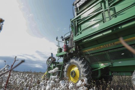 Ağcabədidə pambıq yığımı: Bugünədək tədarük məntəqələrinə 16 min tondan çox pambıq təhvil verilib
