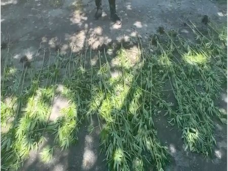 Şəkidə bostan bitkilərinin arasında çətənə kolu yetişdirən şəxs saxlanılıb