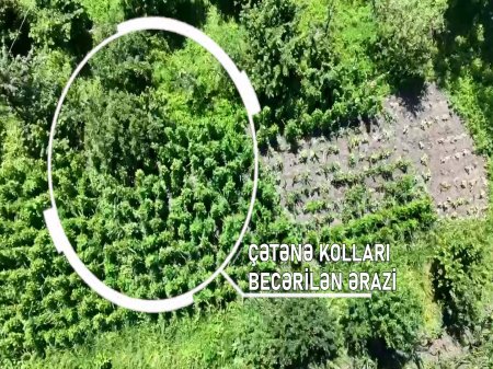 Şəkidə bostan bitkilərinin arasında çətənə kolu yetişdirən şəxs saxlanılıb